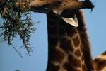 What Is the Little Part on a Giraffe's Head?