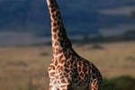 How to Tell if a Giraffe Is Male or Female