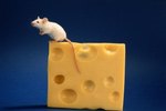 How to Raise White Mice
