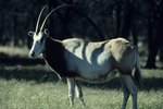 Types of African Antelope Oryx