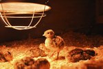 How to Make a Heat Lamp for Chicks