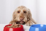 Crohn's Disease in Dogs