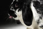 Wet Tail Symptoms in Rabbits