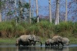 Forest Elephant Migration