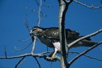 Hawk Species in Maryland