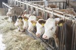 What Are the Causes of Hair Loss in Cattle?