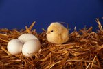Do Hens Feed Their Chicks at Night?