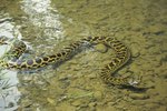 How Do Anacondas Care for Their Young?
