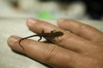 The Five Smallest Lizards in the World