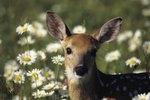 What Do Deer Love to Eat?