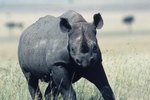 What Are the Causes of Black Rhino Endangerment?