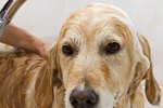 How Soon to Bathe a Dog After Flea Treatment