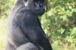 Description of a Gorilla