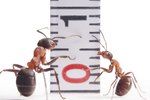 How Fast Can an Ant Run?