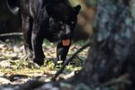 The Black Jaguar As an Endangered Species