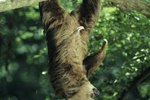 Facts About the Three-Toed Sloth