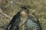 Diets of Grassland Hawks