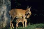Mating & Communication Behavior of Deer