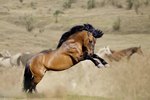 Wild Horses' Mating Habits