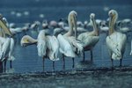 Seven Different Types of Pelicans