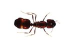 Lifespan of an Adult Ant