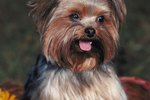 Information on Docking Tails of Yorkie Puppies