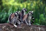 Animals Related to Lemurs