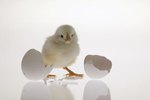How to Hatch a Baby Chick Without an Incubator