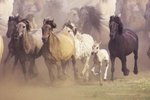 Steps to Integrate a New Horse to a Herd