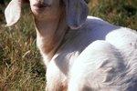 Can Goats Be Born Blind?