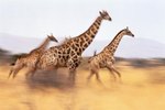 How Long Can a Giraffe Run?