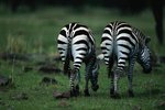 What Are Some Adaptations Where a Zebra & a Horse Are Different?