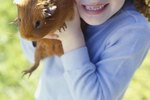 Health Risks of Owning Guinea Pigs