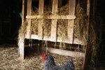 What Minimum Temperature Do Hens Need to Lay Eggs?