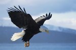 Aerodynamics of the Bald Eagle