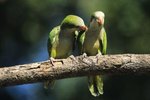 Visual Differences in Male & Female Quaker Parrots