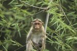 How Do Rhesus Monkeys Raise Their Young?