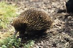 List of Animals Living in the Australian Tropical Savanna