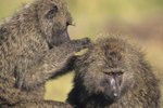 Types of Monkeys That Live in the Savannas
