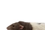 Cysts in Pet Rats