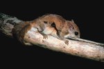 The Types of Flying Squirrels Found in California