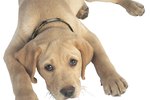 How to Treat Parvo Symptoms in Your Puppy Inexpensively and Naturally