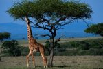 Other Animals in a Giraffe's Community