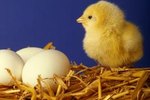 How to Identify the Gender of Chickens at an Early Age