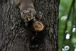 How Do Squirrels Hang Upside Down on Trees?