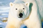 Organizations That Protect Polar Bears