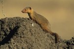 Description of a Mongoose