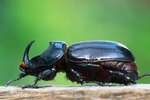 The Foods for Rhinoceros Beetles in the Rain Forest
