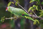 All Types of Conure Birds
