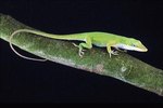 How Do I Tell If a Green Anole Lizard Is a Female or Male?